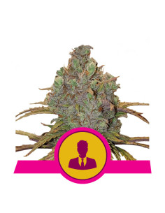 El Patron Feminizada - Royal Queen Seeds