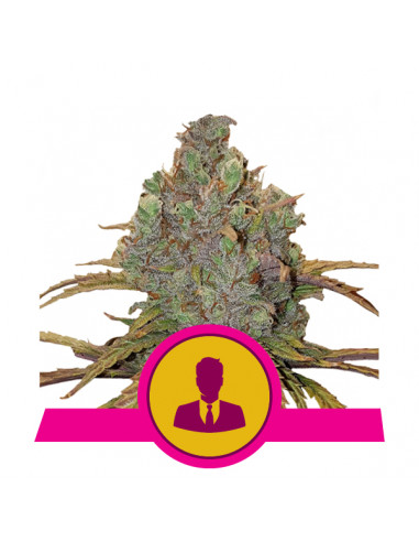 El Patron Feminizada - Royal Queen Seeds