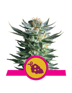 Fruit Spirit Feminizada - Royal Queen Seeds