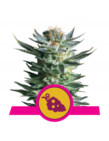 Fruit Spirit Feminizada - Royal Queen Seeds
