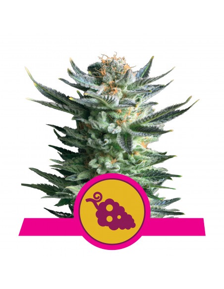 Fruit Spirit Feminizada - Royal Queen Seeds