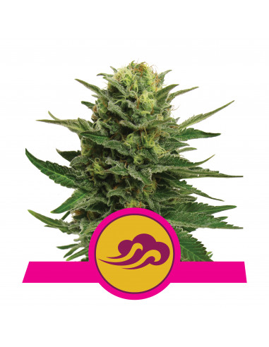 Blue Mystic Feminizada - Royal Queen Seeds