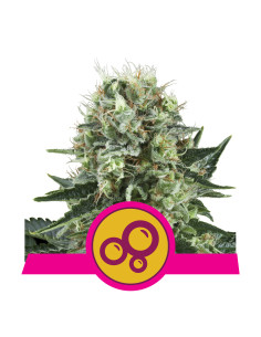 Bubble Kush Feminizada - Royal Queen Seeds