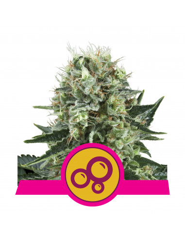 Bubble Kush Feminizada - Royal Queen Seeds