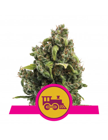 Candy Kush Express (Fast Flowering) - Royal Queen Seeds