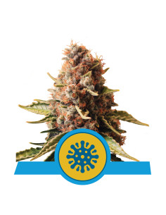 Euphoria CBD Feminizada - Royal Queen Seeds