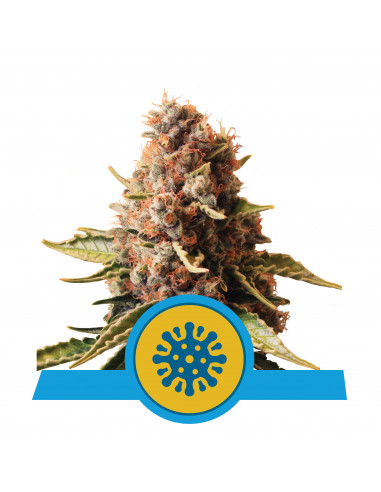 Euphoria CBD Feminizada - Royal Queen Seeds