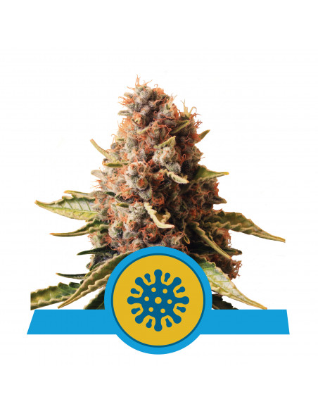 Euphoria CBD Feminizada - Royal Queen Seeds