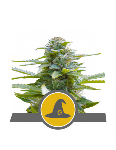 Exotic Witch Regular (10uds) - Royal Queen Seeds