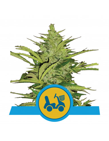 Fast Eddy CBD Auto - Royal Queen Seeds