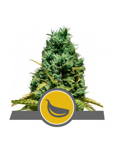 Garlic Mist Regular (10uds) - Royal Queen Seeds