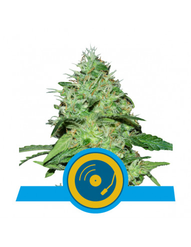 Joanne_s CBD Feminizada - Royal Queen Seeds