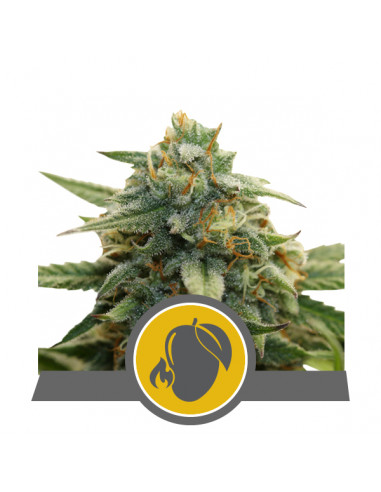 Mango Crunch Regular (10uds) - Royal Queen Seeds