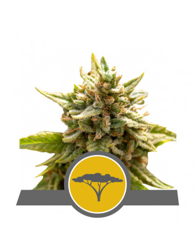 Marula Fruit Regular (10uds) - Royal Queen Seeds