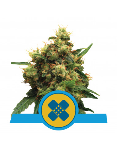 Painkiller XL CBD Feminizada - Royal Queen Seeds