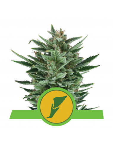 Quick One Auto - Royal Queen Seeds