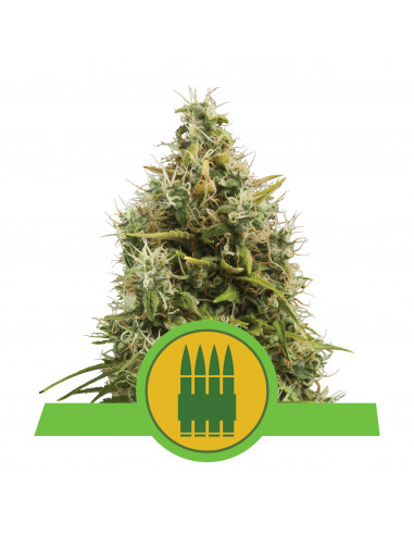 Royal AK Auto - Royal Queen Seeds