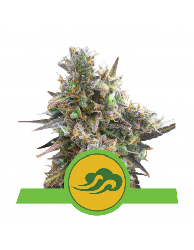 Royal Bluematic Auto - Royal Queen Seeds
