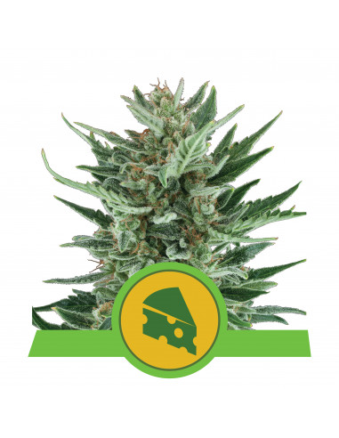 Royal Cheese Auto - Royal Queen Seeds