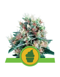 Royal Creamatic Auto - Royal Queen Seeds