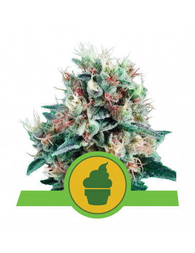 Royal Creamatic Auto - Royal Queen Seeds