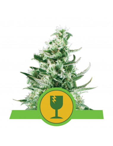 Royal Critical Auto - Royal Queen Seeds