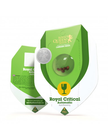 Royal Critical Auto - Royal Queen Seeds