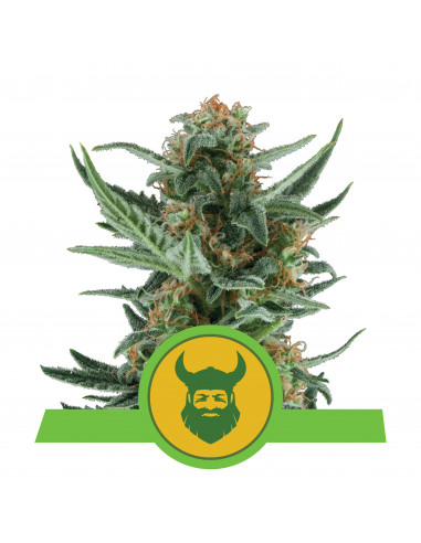Royal Dwarf Auto - Royal Queen Seeds