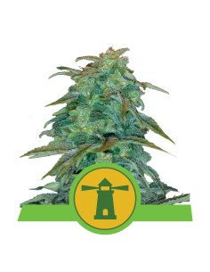Royal Haze Auto - Royal Queen Seeds