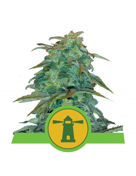 Royal Haze Auto - Royal Queen Seeds