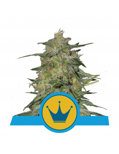 Royal Highness CBD Feminizada - Royal Queen Seeds