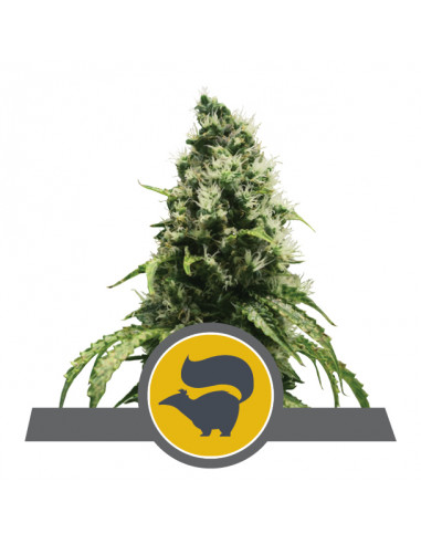 Skunk XL Regular (10uds) - Royal Queen Seeds