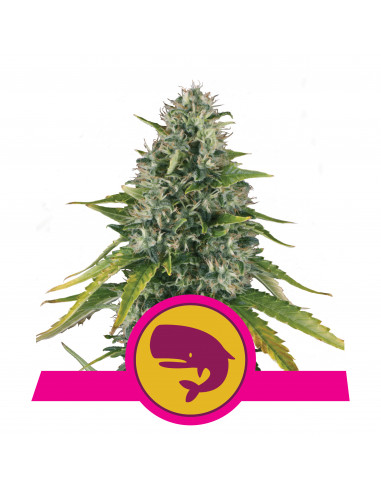 Royal Moby Feminizada - Royal Queen Seeds