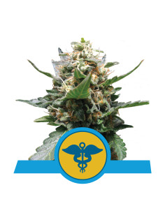 Royal Medic CBD Feminizada - Royal Queen Seeds