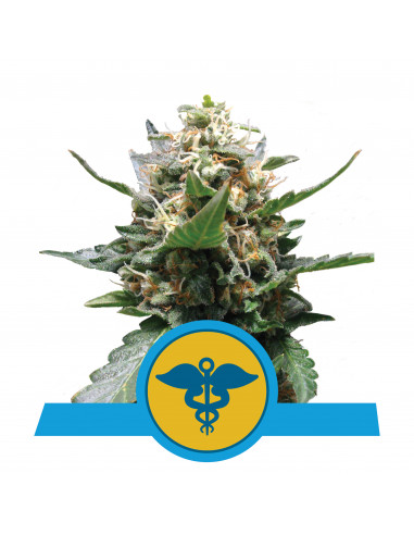 Royal Medic CBD Feminizada - Royal Queen Seeds