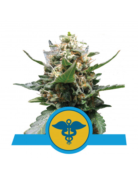 Royal Medic CBD Feminizada - Royal Queen Seeds
