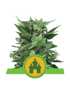 Royal Kush Auto - Royal Queen Seeds