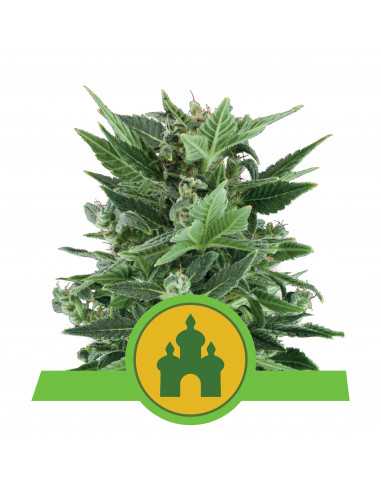 Royal Kush Auto - Royal Queen Seeds