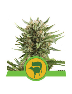 Sweet Skunk Auto - Royal Queen Seeds