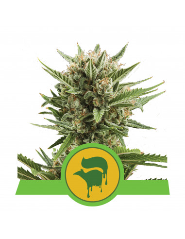 Sweet Skunk Auto - Royal Queen Seeds