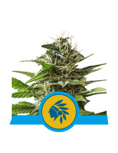 Tatanka Pure CBD Feminizada - Royal Queen Seeds