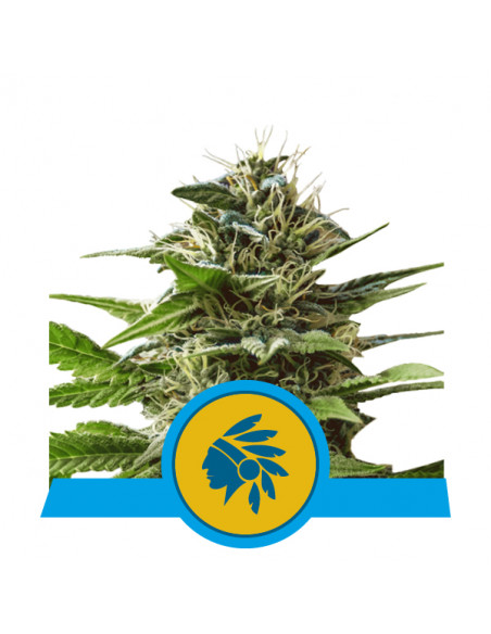 Tatanka Pure CBD Feminizada - Royal Queen Seeds
