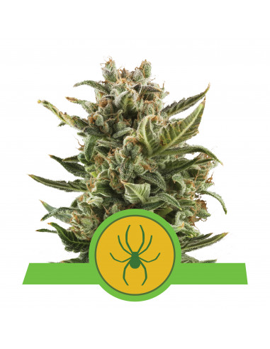 White Widow Auto - Royal Queen Seeds