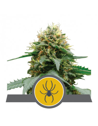 White Widow Regular (10uds) - Royal Queen Seeds