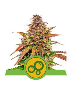 Bubble Kush Auto - Royal Queen Seeds