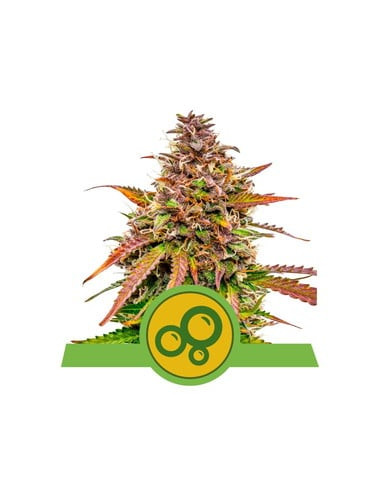 Bubble Kush Auto - Royal Queen Seeds