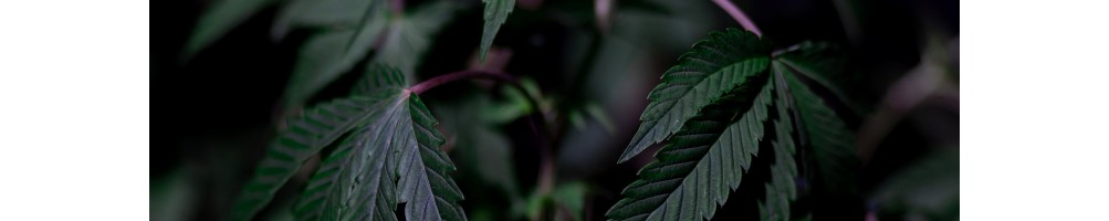 Semilla para tu cultivo