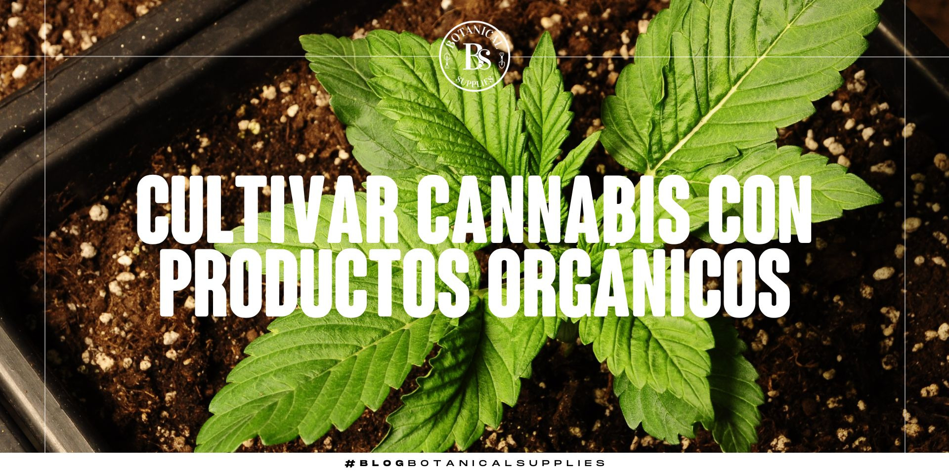 Cultivar cannabis con productos orgánicos